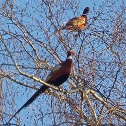 Action de chasse Saint Antonin sur Bayon (13)