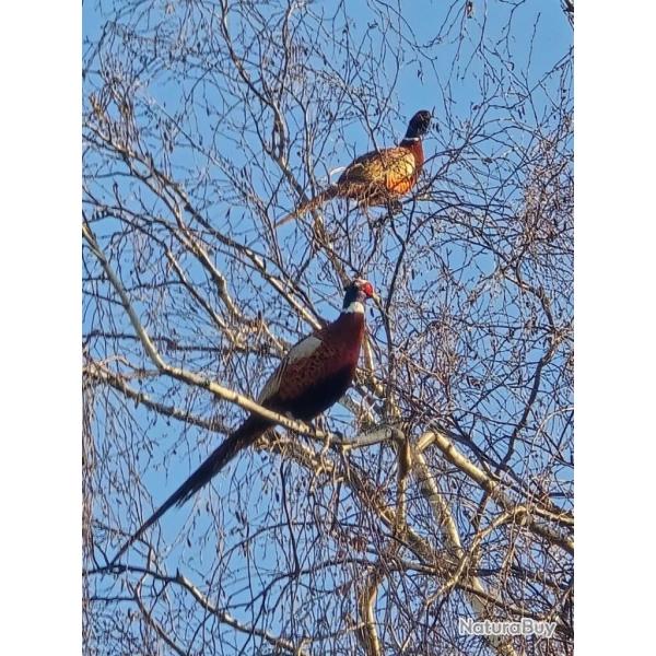 Action de chasse Saint Antonin sur Bayon (13)