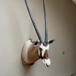 Cape orix Namibie 2012