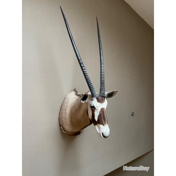 Cape orix Namibie 2012