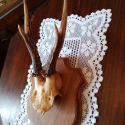 TROPHEE CHEUVREUIL SUR ECUSSON