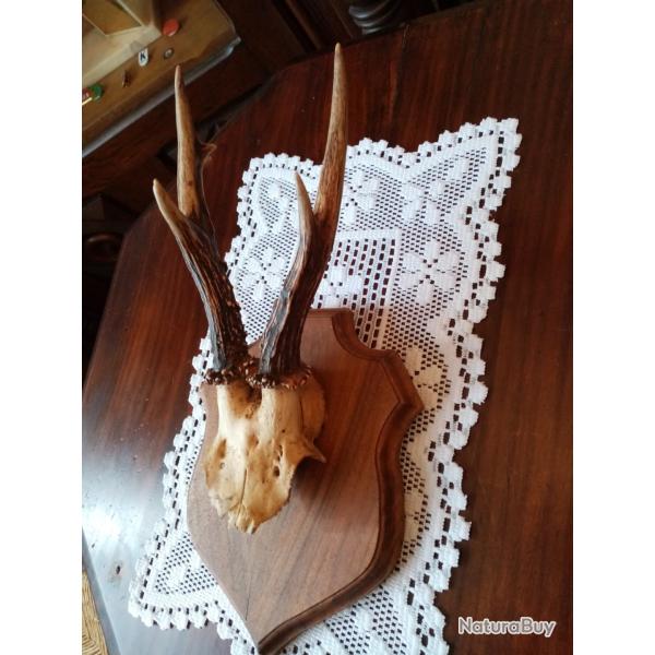 TROPHEE CHEUVREUIL SUR ECUSSON