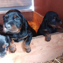 chiots setter gordon