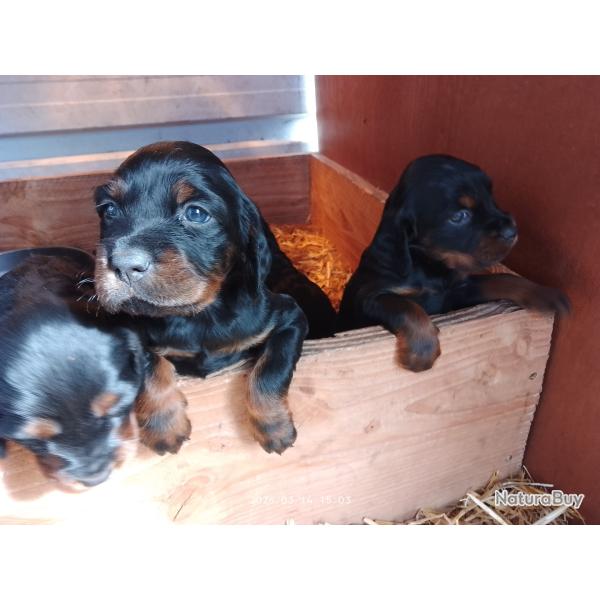 chiots setter gordon