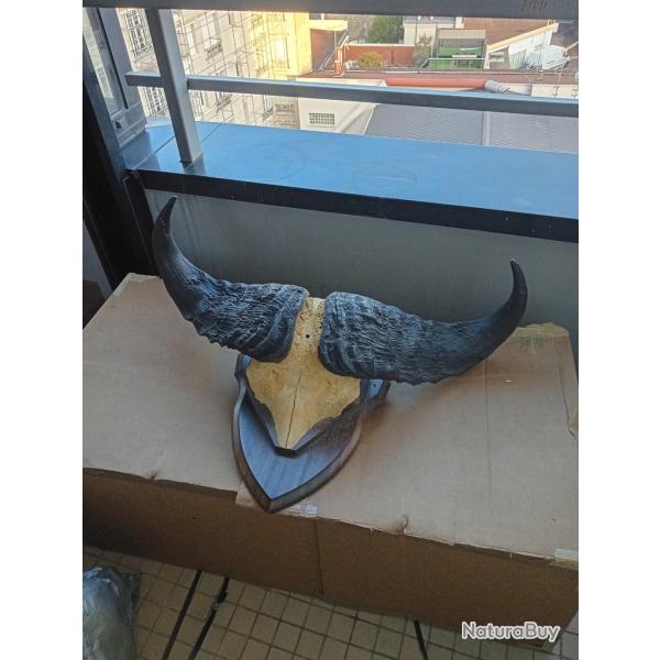 Troph�e Buffle Africain