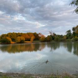 p&ecirc;che &agrave; la carpe