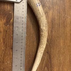 Bois de cerf - 15