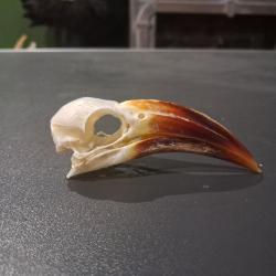 Cr&acirc;ne de calao &agrave; bec rouge ; Tockus erythrorhynchus #0603