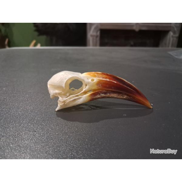 Cr�ne de calao � bec rouge ; Tockus erythrorhynchus #0603