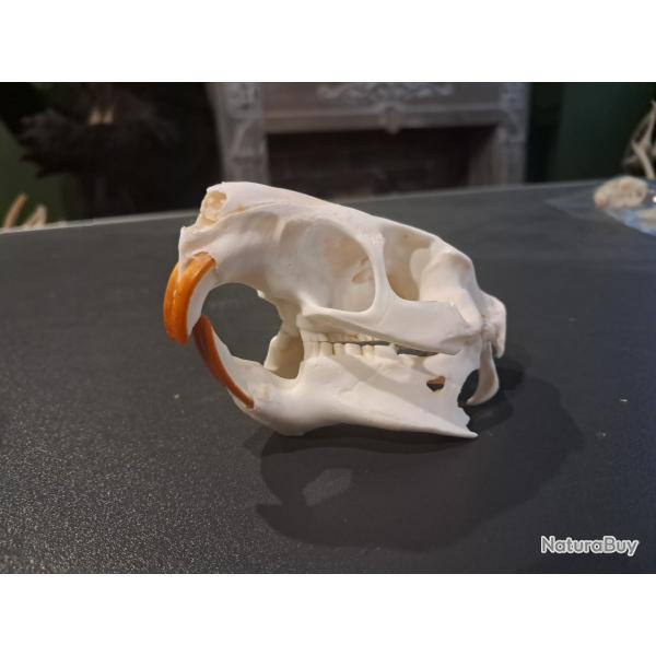 Cr�ne de ragondin ; Myocastor coypus #0603