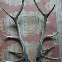 BELLE PAIRE BOIS DE CERF 10 CORS 74CM