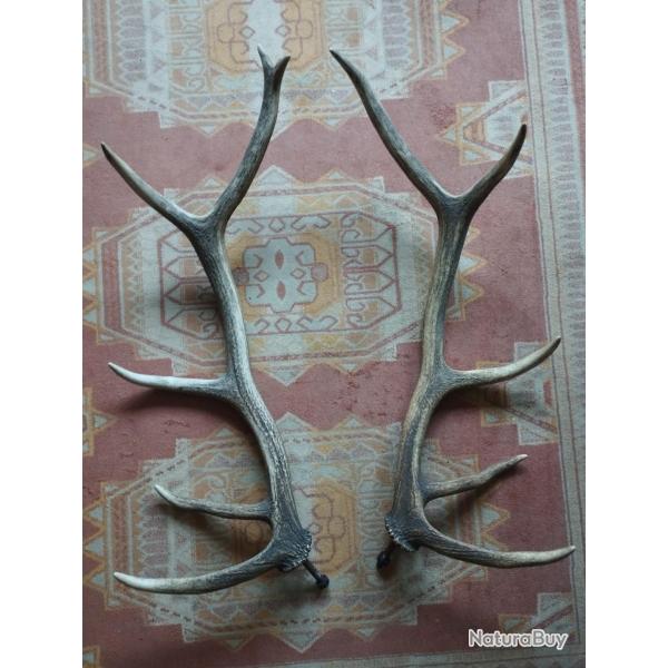 BELLE PAIRE BOIS DE CERF 10 CORS 74CM