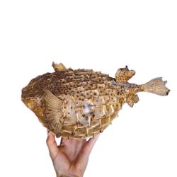 V&eacute;ritable poisson Diodon naturalis&eacute;