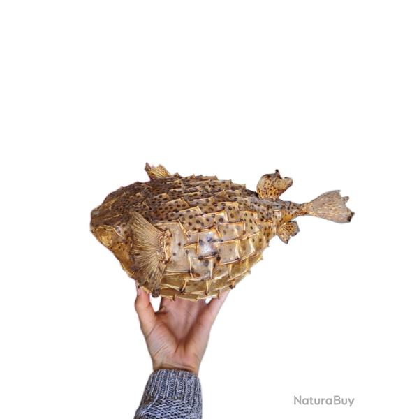 V�ritable poisson Diodon naturalis�