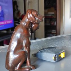 regule, joli chien de chasse avec un faisan dans la gueule