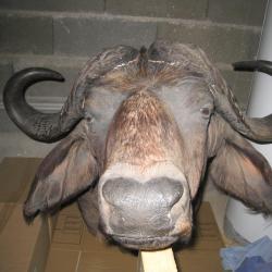 Troph&eacute;e de Buffle de Tanzanie