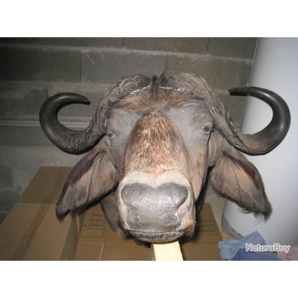 Troph�e de Buffle de Tanzanie