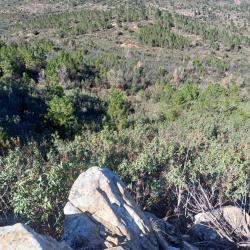 Monteria en Espagne.