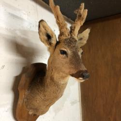 Magnifique troph&eacute;e de Chevreuil naturalis&eacute;