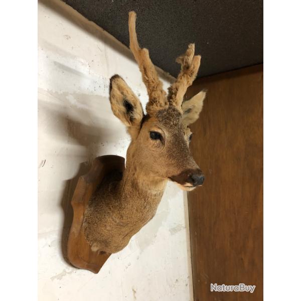 Magnifique troph�e de Chevreuil naturalis�