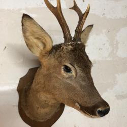 Magnifique troph&eacute;e t&ecirc;te de chevreuil