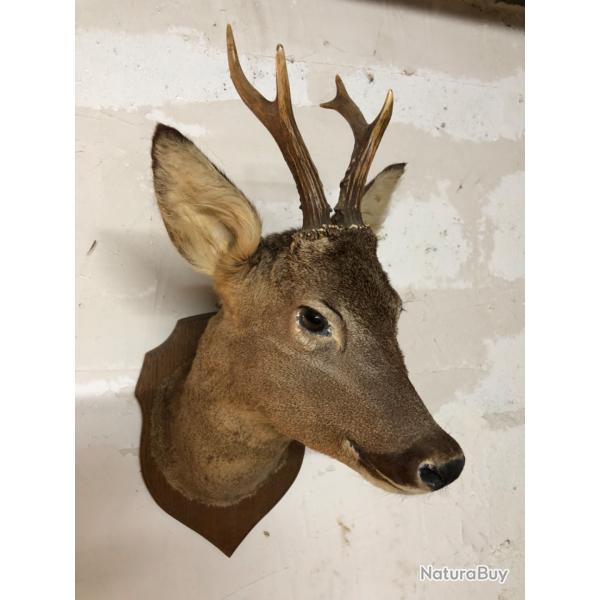 Magnifique troph�e t�te de chevreuil