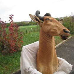 Bubale Lichtenstein Tanzanie