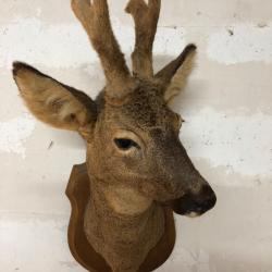 Troph&eacute;e t&ecirc;te de ch&egrave;vreuil