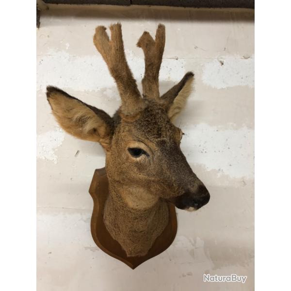 Troph�e t�te de ch�vreuil