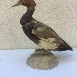 Taxidermie canard troph&eacute;e