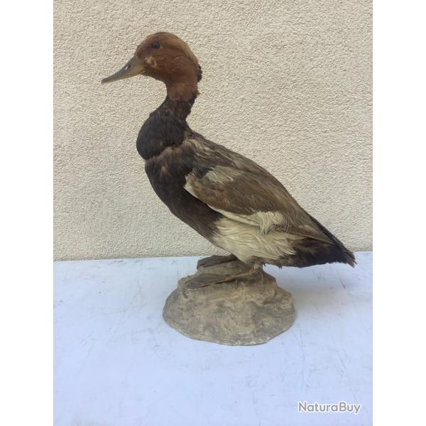 Taxidermie canard troph�e