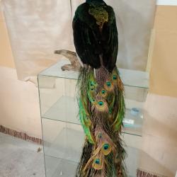 Taxidermie Paon , pr&eacute;par&eacute; en f&eacute;vrier 2026 ; longueur de la queue 110cm