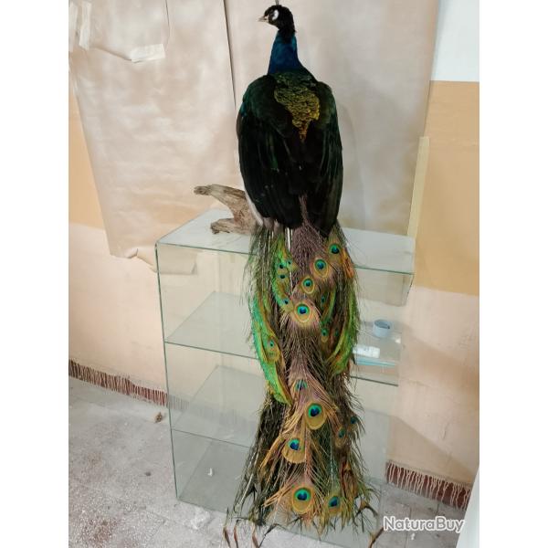 Taxidermie Paon , pr�par� en f�vrier 2026 ; longueur de la queue 110cm