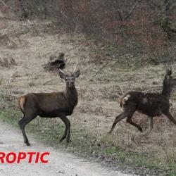 TIROPTIC 1-8X24 Mildot. YouTube