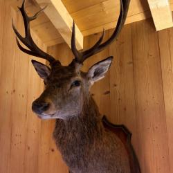 T&ecirc;te de cerf 12 cors naturalis&eacute;e