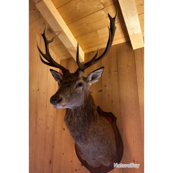 T�te de cerf 12 cors naturalis�e