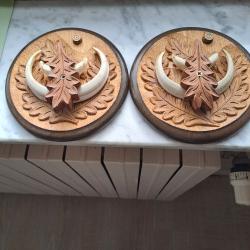 Jolie troph&eacute;e de sanglier