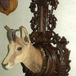 T&ecirc;te ,naturalis&eacute;e de CHAMOIS, sur support FORET NOIRE, motifs CHASSE