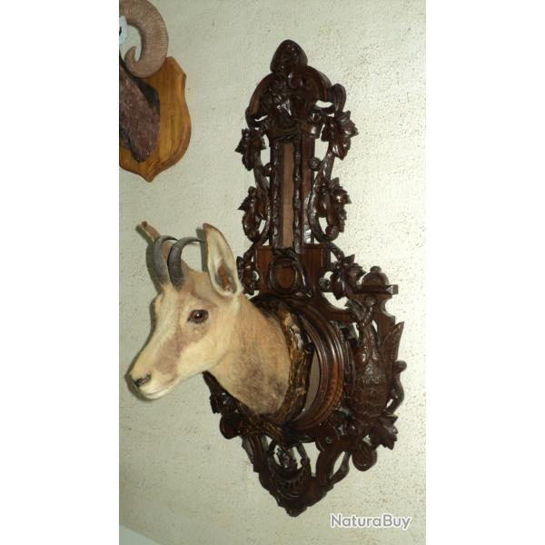 T�te ,naturalis�e de CHAMOIS, sur support FORET NOIRE, motifs CHASSE