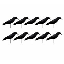 LOTX12 APPELANTS CORBEAU COQUILLE FLOQUE - 