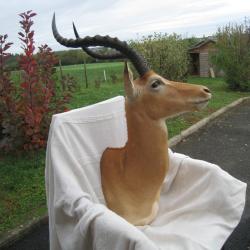 Impala de Tanzanie
