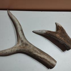2 BEAUX MORCEAUX BOIS MUES CERF POUR CHIEN COUTELLERIE ARTISANAT BRICOLAGE