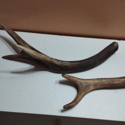 2 BEAUX MORCEAUX BOIS MUES CERF POUR CHIEN COUTELLERIE ARTISANAT BRICOLAGE
