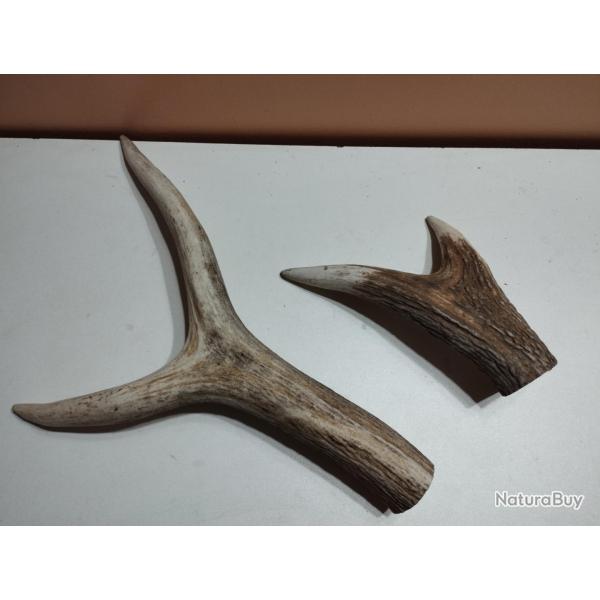 2 BEAUX MORCEAUX BOIS MUES CERF POUR CHIEN COUTELLERIE ARTISANAT BRICOLAGE