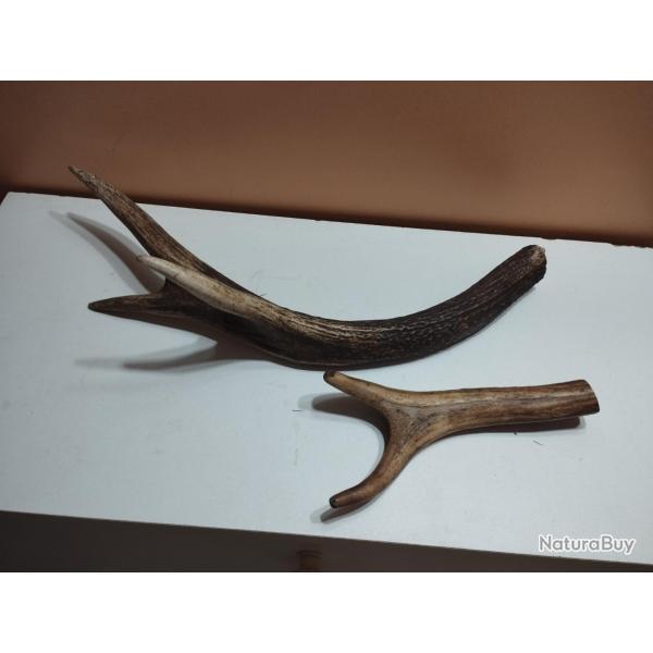 2 BEAUX MORCEAUX BOIS MUES CERF POUR CHIEN COUTELLERIE ARTISANAT BRICOLAGE