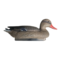 APPELANT COLVERT FEMELLE - 