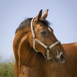 LICOL BOUCLERIE NOIRE SHETLAND - Vert - NORTON