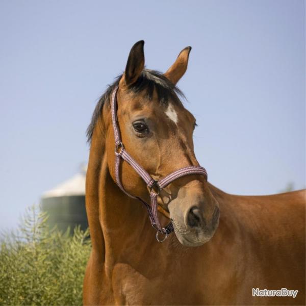 LICOL BOUCLERIE NOIRE SHETLAND - PRUNE - NORTON