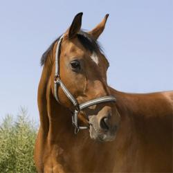 LICOL BOUCLERIE NOIRE CHEVAL - Gris - NORTON