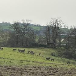 Chasse battue &agrave; la Petite Pierre Nord